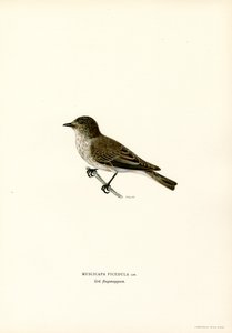 Grauschnäpper (Farblithographie)