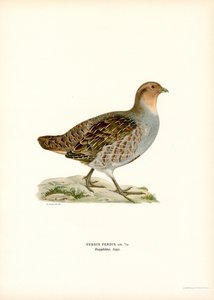 Rebhuhn