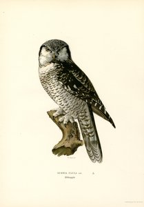 Sperbereule von Magnus Ferdinand and Wilhelm von Wright