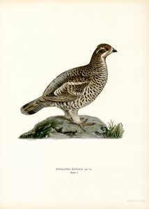 Haselhuhn von Magnus Ferdinand and Wilhelm von Wright