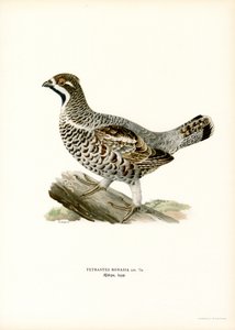 Haselhuhn von Magnus Ferdinand and Wilhelm von Wright