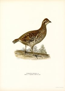 Haselhuhn von Magnus Ferdinand and Wilhelm von Wright