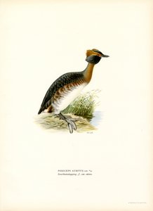 Ohrentaucher von Magnus Ferdinand and Wilhelm von Wright