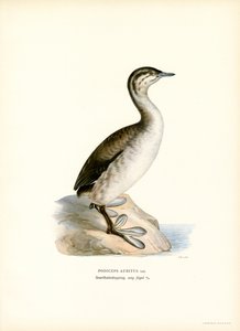 Ohrentaucher