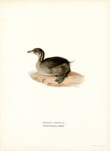 Ohrentaucher von Magnus Ferdinand and Wilhelm von Wright