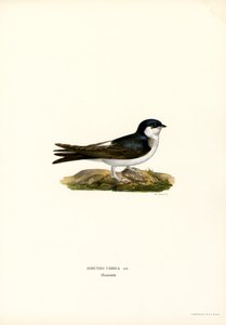 Mehlschwalbe von Magnus Ferdinand and Wilhelm von Wright