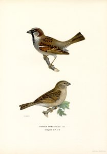 Haussperling