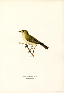 Gelbspötter (Farblithographie)