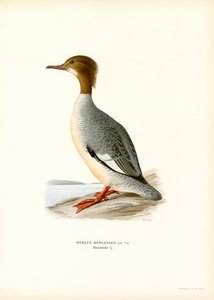 Gänsesäger von Magnus Ferdinand and Wilhelm von Wright