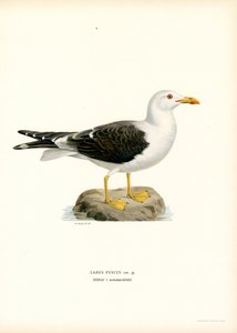 Heringsmöwe