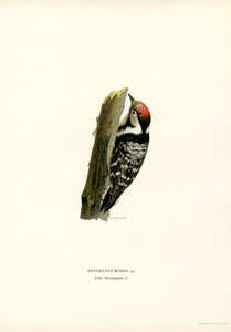 Kleinspecht von Magnus Ferdinand and Wilhelm von Wright