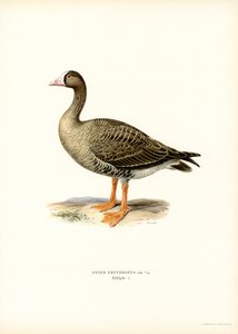 Zwerggans von Magnus Ferdinand and Wilhelm von Wright