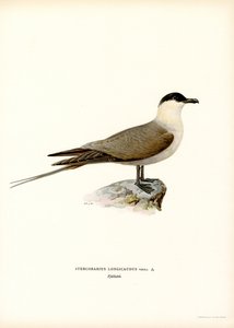 Falkenraubmöwe von Magnus Ferdinand and Wilhelm von Wright