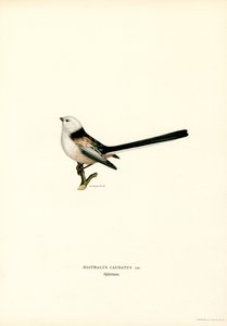 Schwanzmeise von Magnus Ferdinand and Wilhelm von Wright