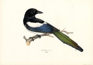 Elster (Farblithographie) von Magnus Ferdinand and Wilhelm von Wright