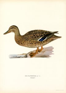 Stockente von Magnus Ferdinand and Wilhelm von Wright