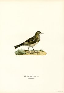 Wiesenpieper (Farblithographie) von Magnus Ferdinand and Wilhelm von Wright