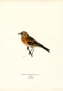 Bergfink von Magnus Ferdinand and Wilhelm von Wright