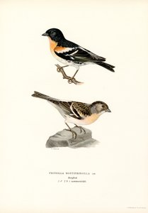 Bergfink von Magnus Ferdinand and Wilhelm von Wright