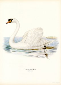 Höckerschwan