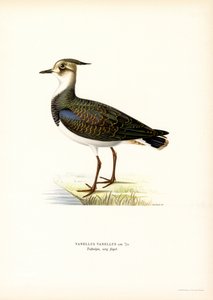 Kiebitz von Magnus Ferdinand and Wilhelm von Wright