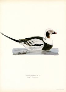 Eisente von Magnus Ferdinand and Wilhelm von Wright