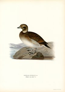 Eisente von Magnus Ferdinand and Wilhelm von Wright