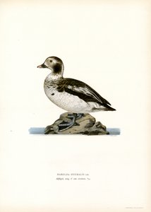 Eisente von Magnus Ferdinand and Wilhelm von Wright