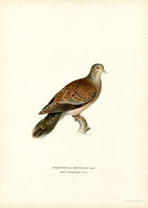 Orientturteltaube von Magnus Ferdinand and Wilhelm von Wright