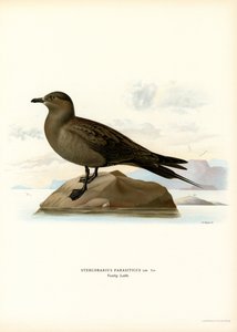 Parasitischer Jaeger (Farblithographie) von Magnus Ferdinand and Wilhelm von Wright