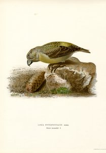 Fichtenkreuzschnabel (Farblithographie) von Magnus Ferdinand and Wilhelm von Wright