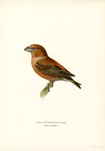 Fichtenkreuzschnabel von Magnus Ferdinand and Wilhelm von Wright
