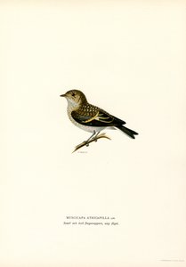 Trauerschnäpper von Magnus Ferdinand and Wilhelm von Wright