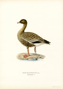 Kurzschnabelgans von Magnus Ferdinand and Wilhelm von Wright