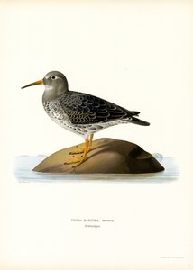 Meerstrandläufer von Magnus Ferdinand and Wilhelm von Wright