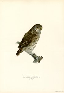 Sperlingskauz