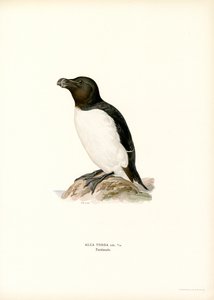 Tordalk