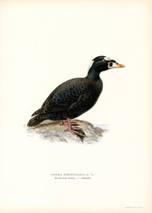 Schwarzkopf-Ruderente von Magnus Ferdinand and Wilhelm von Wright