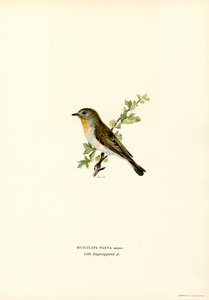 Zwergschnäpper