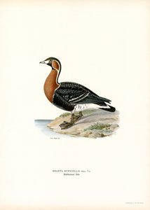 Rothalsgans von Magnus Ferdinand and Wilhelm von Wright