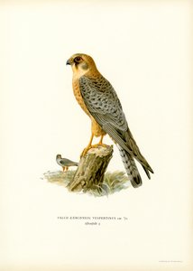 Rotfußfalke
