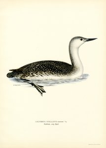 Sterntaucher von Magnus Ferdinand and Wilhelm von Wright