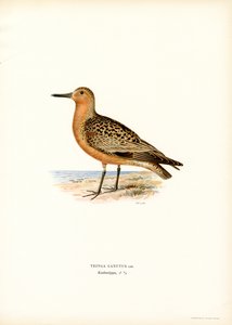 Meerstrandläufer von Magnus Ferdinand and Wilhelm von Wright