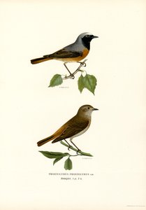Gartenrotschwanz