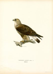 Raufußbussard von Magnus Ferdinand and Wilhelm von Wright