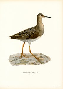 Kampfläufer