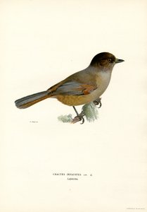 Sibirischer Eichelhäher (Farblithographie) von Magnus Ferdinand and Wilhelm von Wright