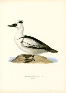 Zwergsäger