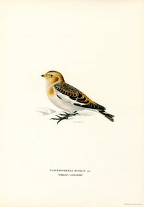 Schneeammer von Magnus Ferdinand and Wilhelm von Wright