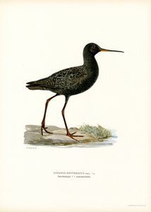 Dunkler Wasserläufer von Magnus Ferdinand and Wilhelm von Wright